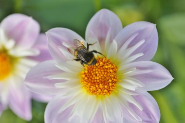 Dahlienblüte