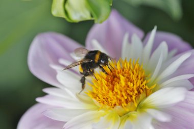 Dahlienblüte