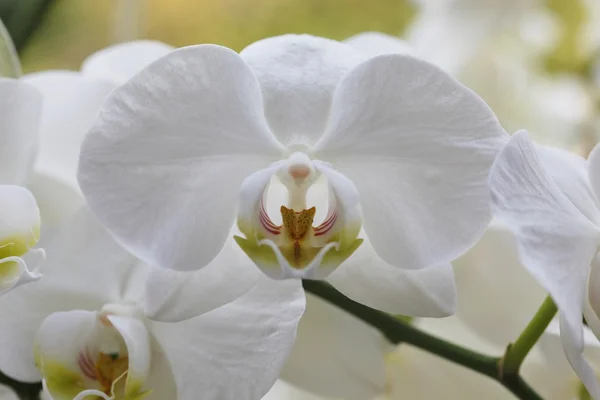 stock image Orchidee