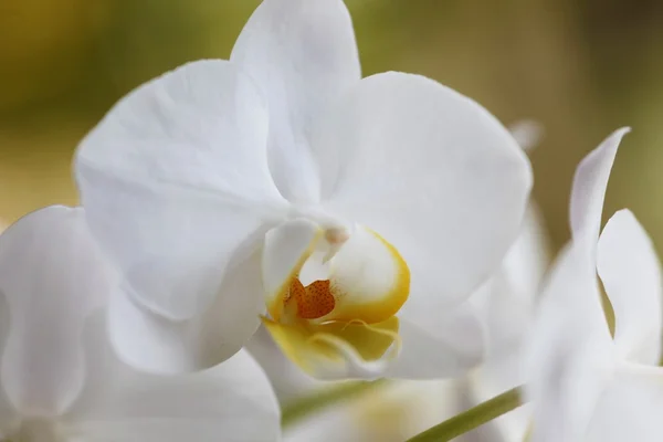 stock image Orchidee