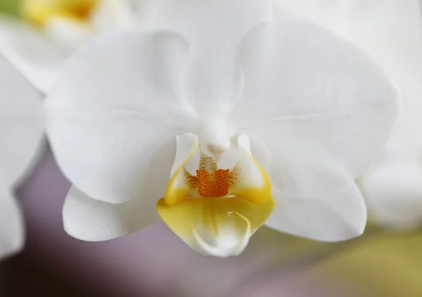 stock image Orchidee