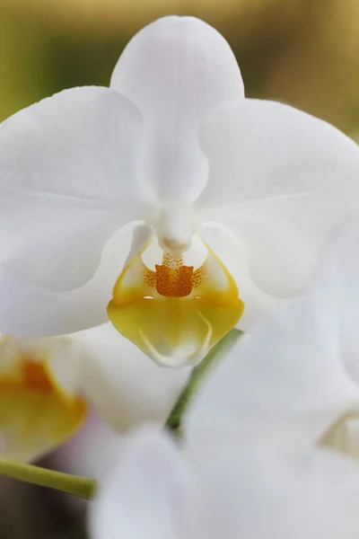 stock image Orchidee