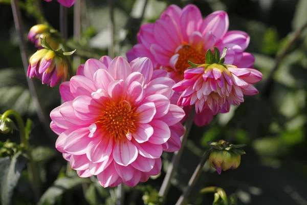 stock image Dahlienblüte