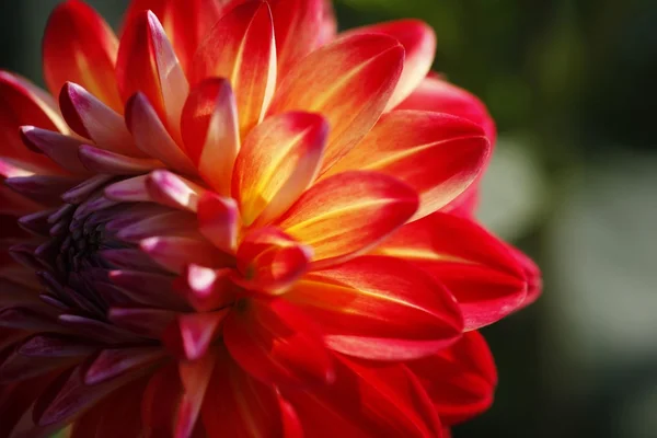 stock image Dahlienblüte