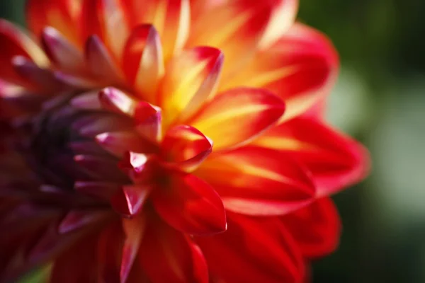 stock image Dahlienblüte