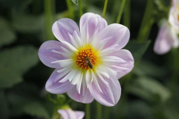 stock image Dahlienblüte