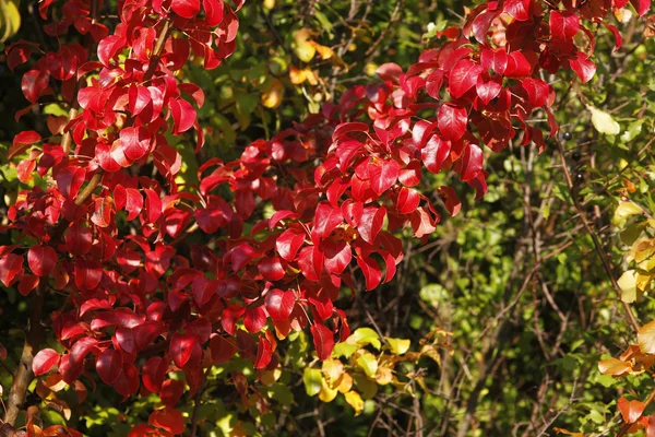 stock image Herbstzeit