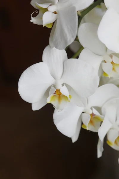 Орхидеи Лицензионные Стоковые Изображения