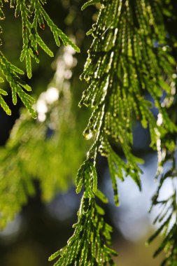 naturfrisch