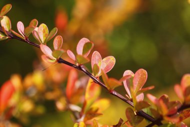 Herbstfarben