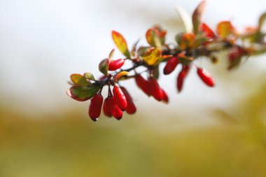 Herbstfarben