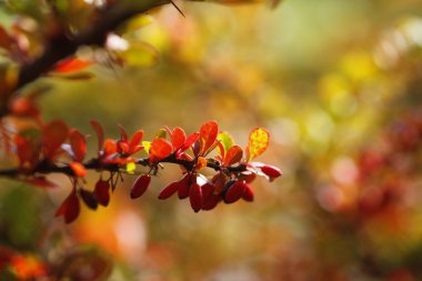 Herbstfarben