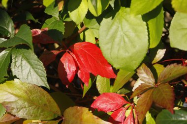 Herbstfarben