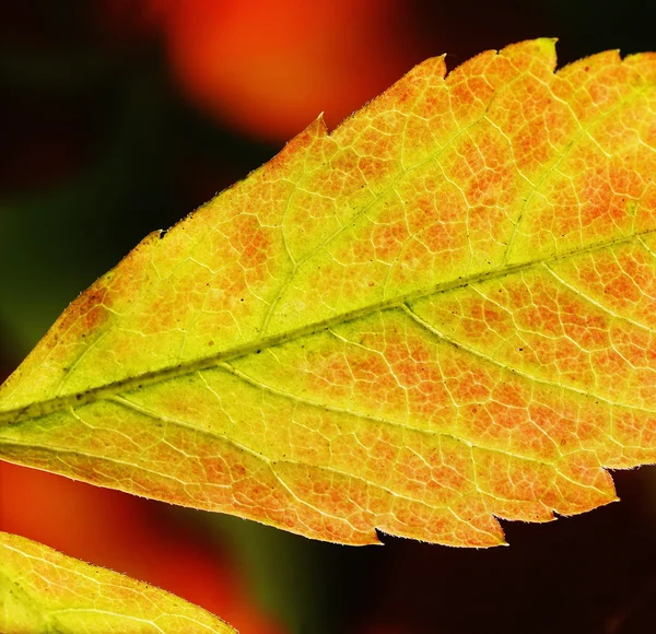 Herbstfarben — Stock Photo, Image