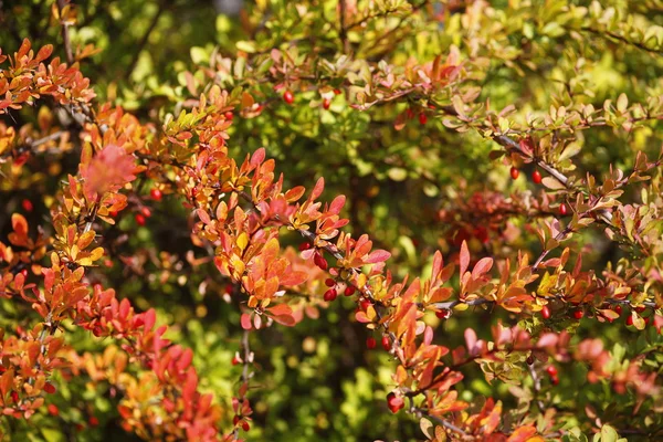 stock image Herbstfarben