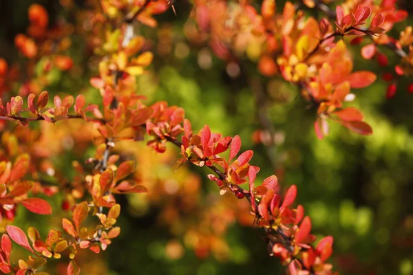 Herbstfarben