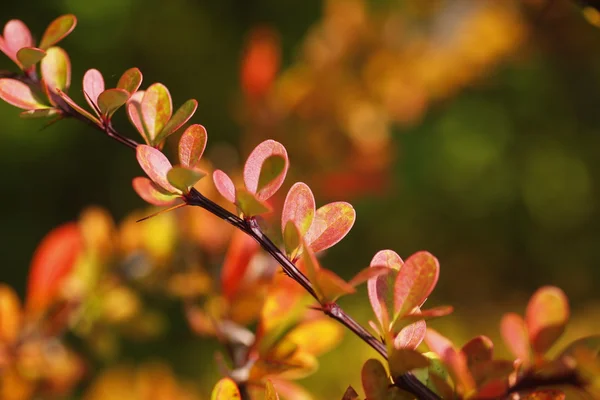 stock image Herbstfarben