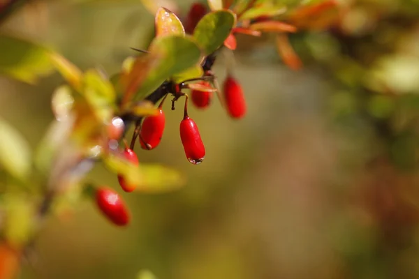 Herbstfarben — Φωτογραφία Αρχείου