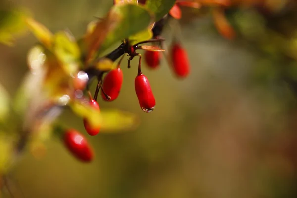Herbstfarben — Stok fotoğraf