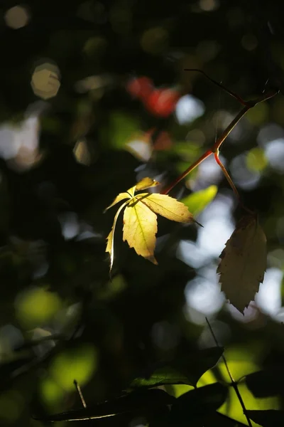 Herbstfarben — Fotografia de Stock