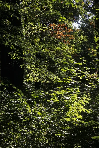 stock image Herbstzeit