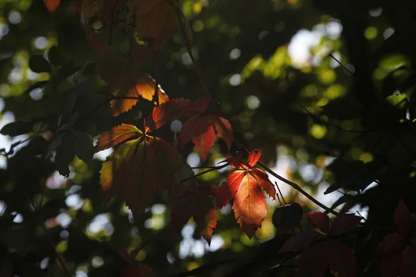 Herbstzeit — Zdjęcie stockowe