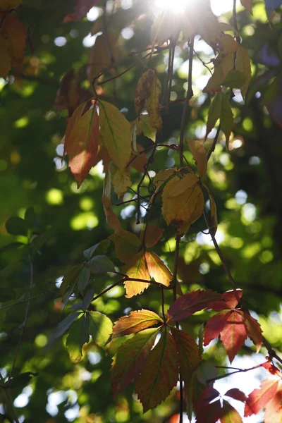 Herbstzeit — Zdjęcie stockowe