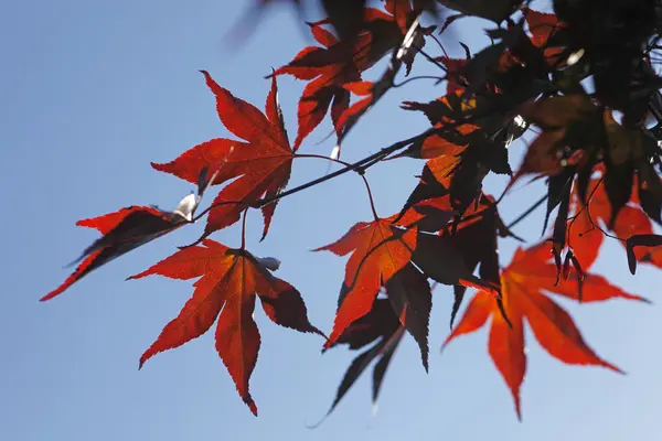 stock image Herbstzeit