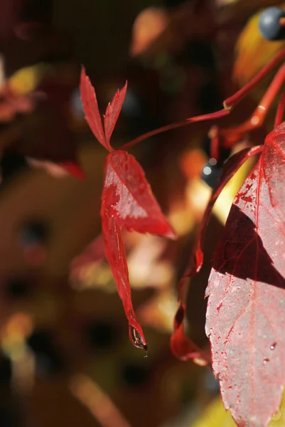Herbstzeit — Stockfoto