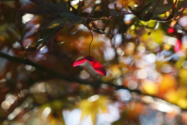 Herbstzeit — Fotografia de Stock