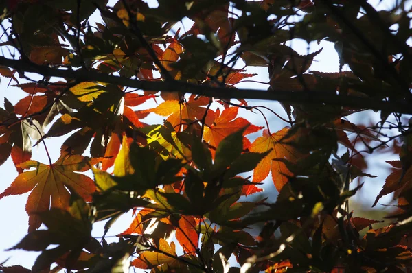 Herbstzeit — Fotografia de Stock