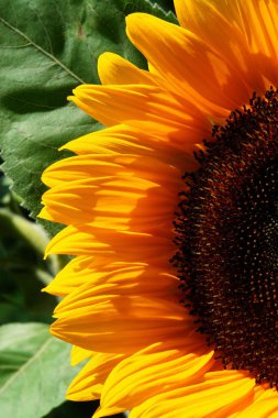 Sonnenblume