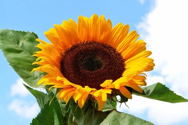 stock image Sonnenblume