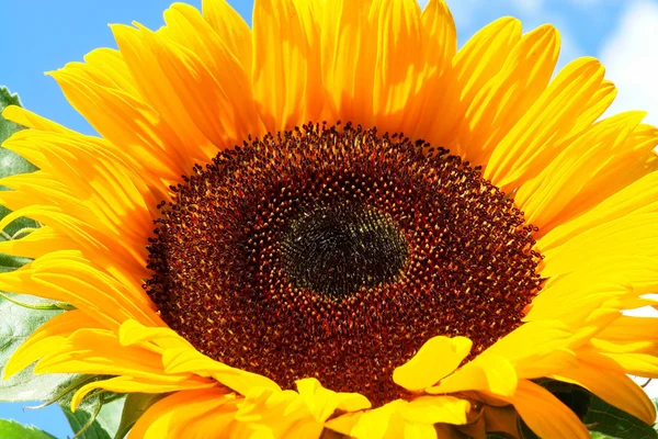 stock image Sonnenblume