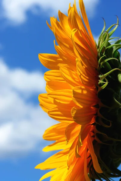 stock image Sonnenblume