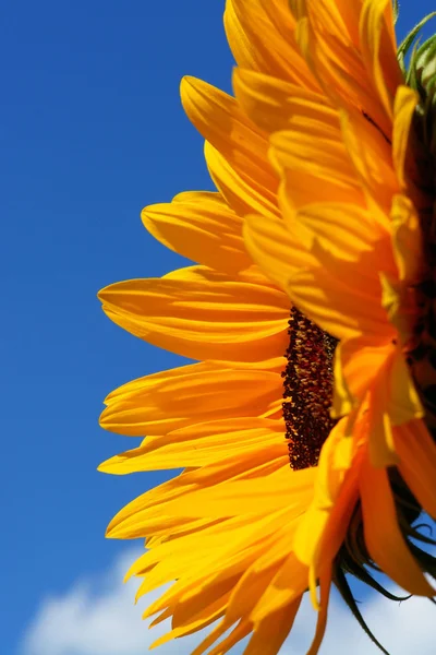 Sonnenblume — Foto de Stock