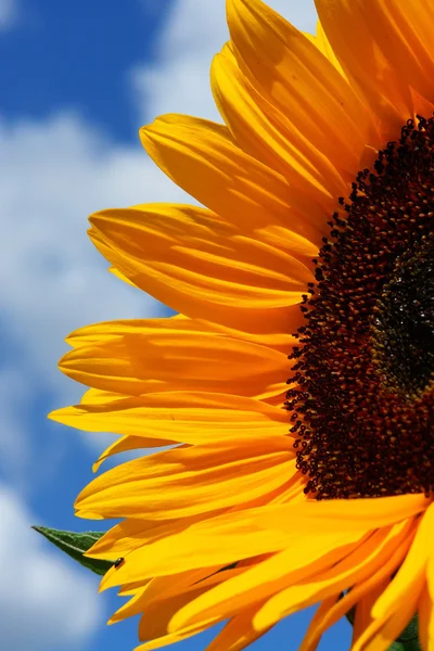 Sonnenblume — Stock Photo, Image