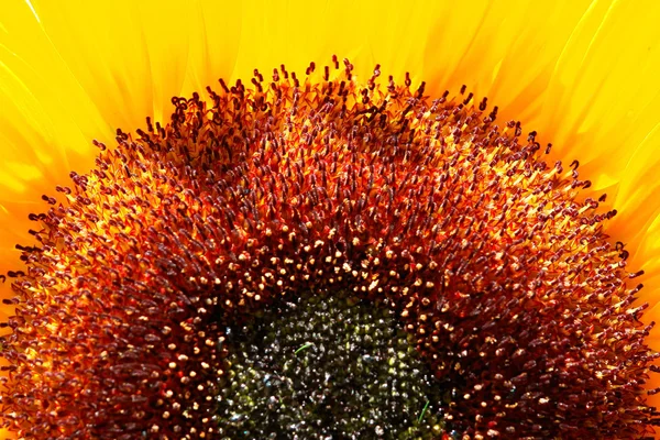 stock image Sonnenblume