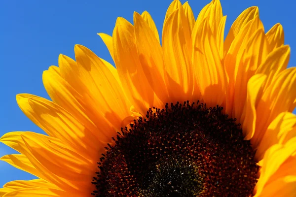 stock image Sonnenblume