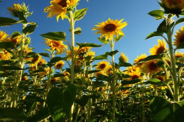 Sonnenblume