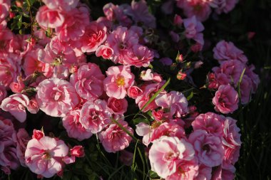 Rosen Im Garten