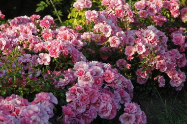 Rosen Im Garten