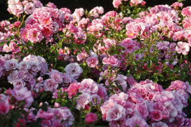 Rosen Im Garten