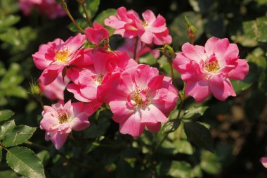 Rosen Im Garten