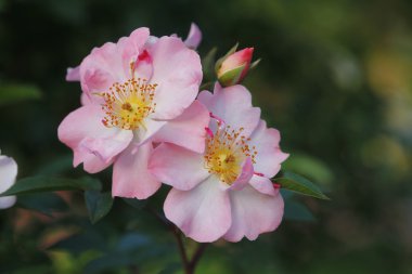 Rosen Im Garten