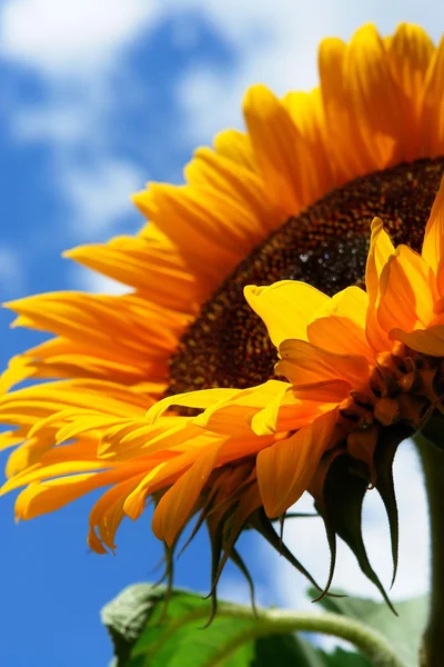 Sonnenblume