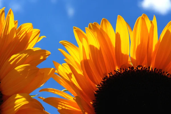 Sonnenblume — Foto de Stock