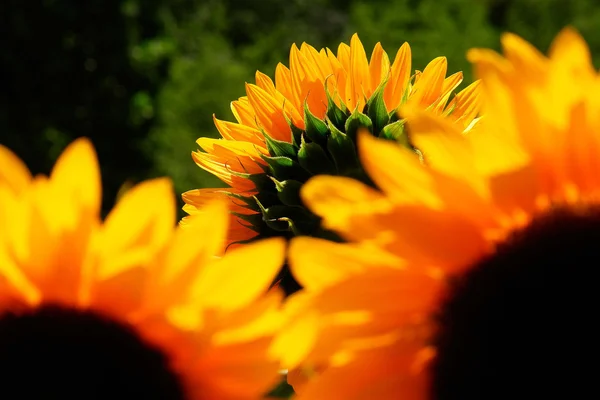 Sonnenblume