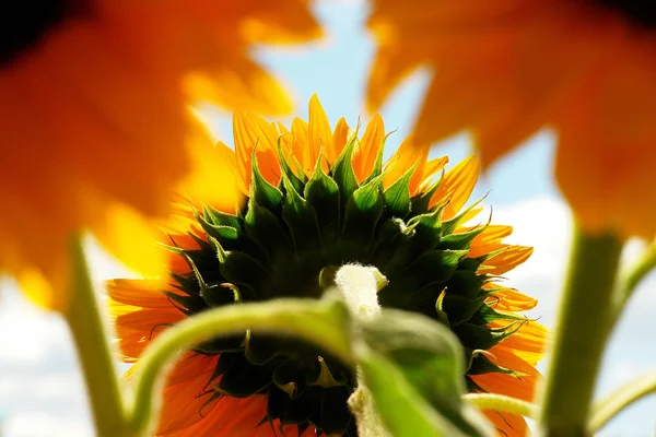 Sonnenblume — Stok fotoğraf