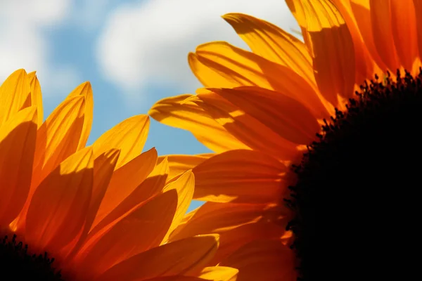 Sonnenblume